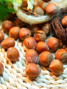 Orzech laskowy Garibaldi START PACK