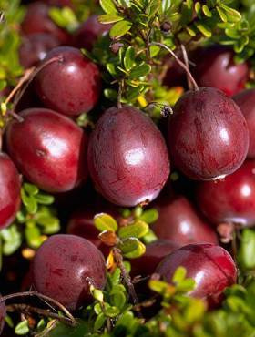 Żurawina wielkoowocowa Pilgrim plenna