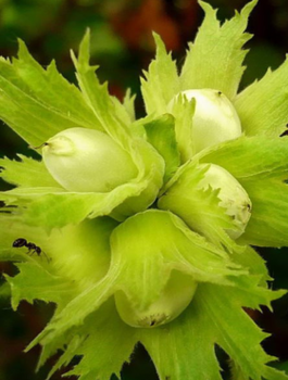 Orzech laskowy Joanna 