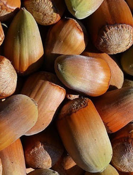 Orzech laskowy Trapezundski START PACK