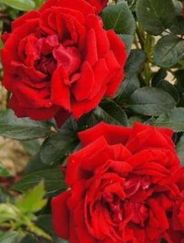 Róża rabatowa Jugendliebe czerwona balot