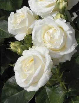 Róża Chopin Licencjonowana Królowa święta róż! Mrozoodporna