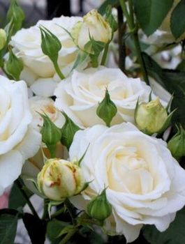 Róża Chopin Licencjonowana Królowa święta róż! Mrozoodporna