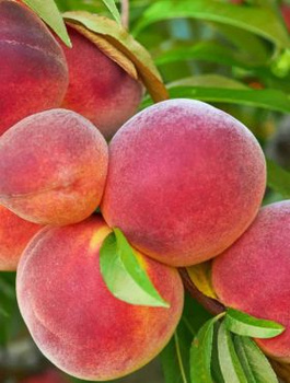 Brzoskwinia Harrow Diamond