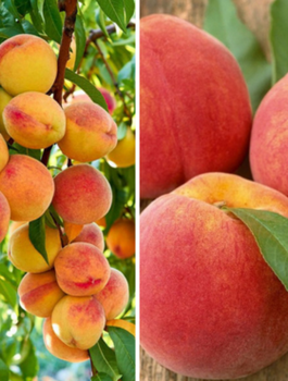 Zestaw Brzoskwinie Późne Plant Pack