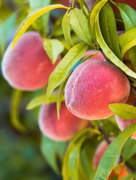 Brzoskwinia Dixired Start Pack