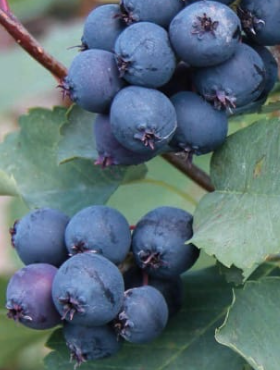 Świdośliwa olcholistna Amela