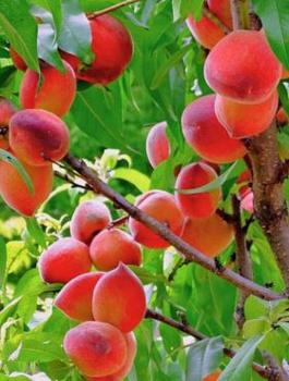 Brzoskwinia Rakoniewicka Siewka Rakoniewicka