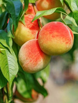 Brzoskwinia Soczysta START PACK