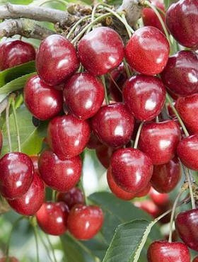 Czereśnia typu Techlovan