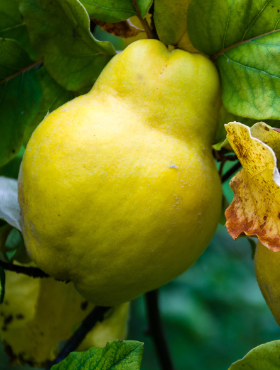 Pigwa Champion w doniczce (C2)