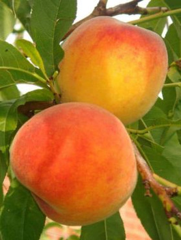 Brzoskwinia Envoy Start Pack