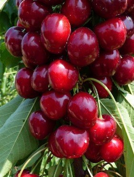 Czereśnia karłowa SAMOPŁODNA Lapins START PACK (GISELA5)