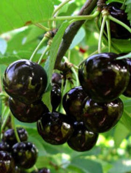 Czereśnia półkarłowa Narana czarne i duże czereśnie START PACK