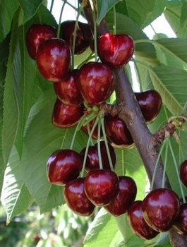 Czereśnia karłowa typu Summit START PACK