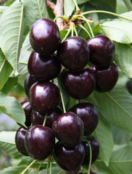 Czereśnia Kordia (Gisela5) START PACK