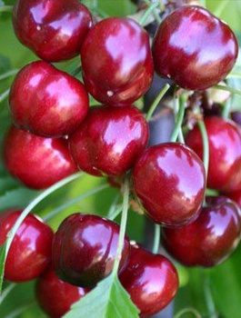 Czereśnia Burlat START PACK