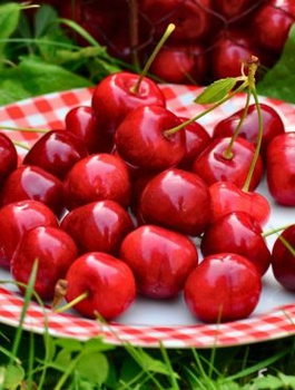 Czereśnia SAMOPŁODNA Skeena START PACK