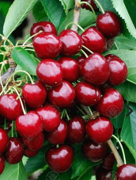 Czereśnia Sam START PACK