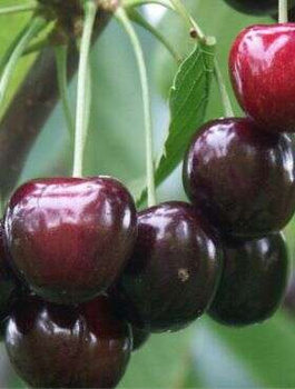 Półkarłowa Czereśnia Tamara NAJWIĘKSZE OWOCE START PACK