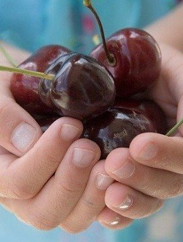 Półkarłowa Czereśnia typu Siestronka PÓŹNA DUŻE OWOCE START PACK