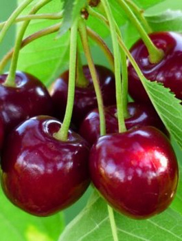 Czereśnia Summit  Plant Pack