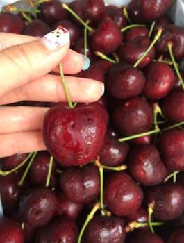 Czereśnia SAMOPŁODNA Staccato Samopylna START PACK