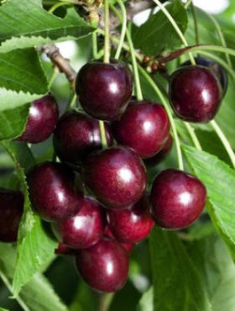 Czereśnia Hedelfińska START PACK