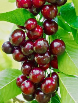 Czereśnia Helena START PACK