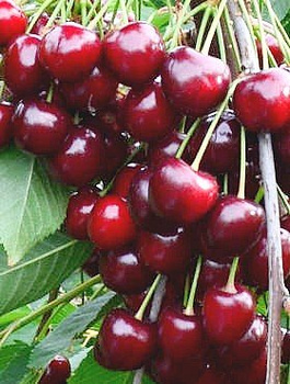 Czereśnia półkarłowa Carmen o dużych owocach START PACK