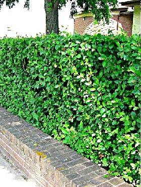 Irga błyszcząca Miododajna na żywopłot Plant Pack