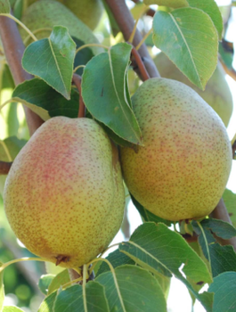 Grusza Soczysty miękki owoc Sadzonka