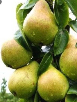 Grusza Komisówka START PACK