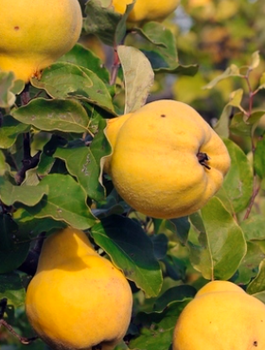 Pigwa Champion START PACK