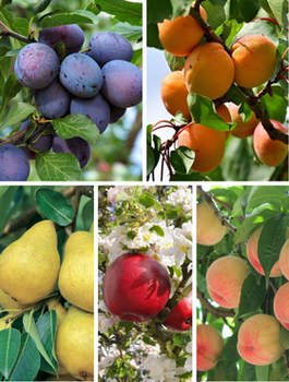 Zestaw Drzewek Owocowanie Wrzesień Październik Plant Pack