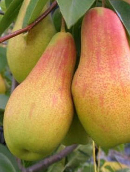 Grusza Ukraińska Duże Owoce START PACK