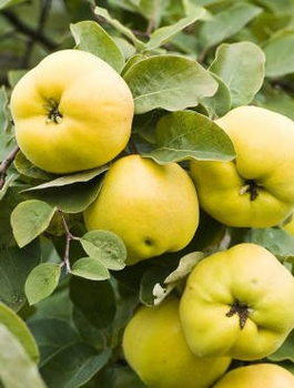 Pigwa jabłkowa Laskowicka