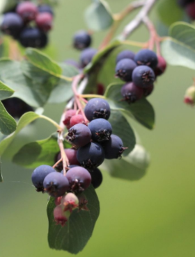 Świdośliwa gładka Ballerina