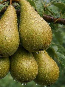 Soczysta Gruszka Deserowa Plant Pack