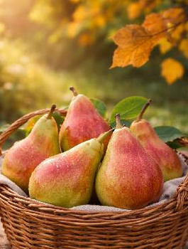 Gruszka Na Jesień Plant Pack