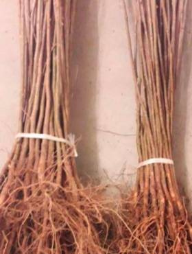 Podkładka Wiśni i Czereśni Antypka - Silnie Rosnąca Plant Pack