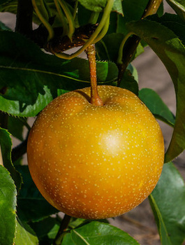 Grusza azjatycka Kumoi START PACK