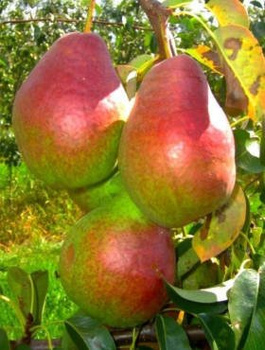 Grusza Izolda Isolda START PACK