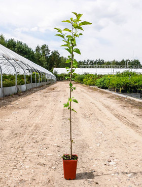 Podkładka Czereśni Colt Półkarłowa (C2)