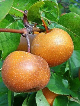 Grusza azjatycka Chojuro Mrozoodporna