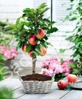 Mini Karłowa Jabłoń Delegrina Plant Pack