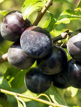Śliwa japońska Black Amber Mrozoodporna