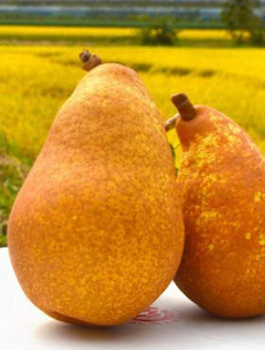 Grusza Generał Leclerc