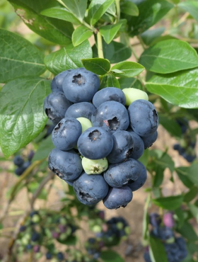 Borówka amerykańska wysoka Pelle (C2)