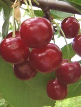 Wiśnia Turgieniewska Turgieniewka słodka 
